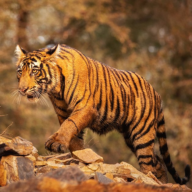 Jim Corbett Wildlife Expedition